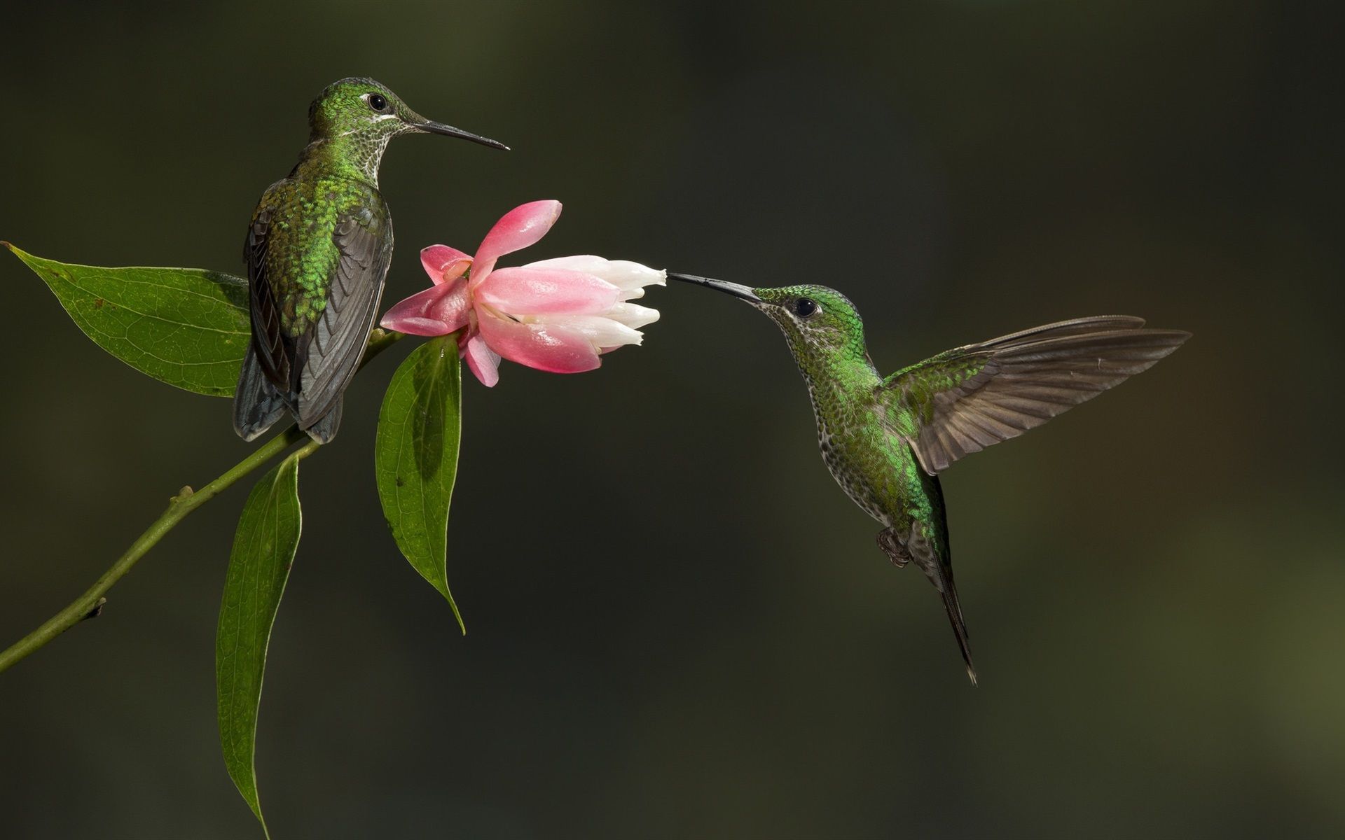 Wallpaper Two hummingbirds, pink flower 1920x1200 HD Picture, Image