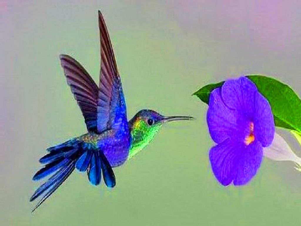 Humming Bird Wallpaper