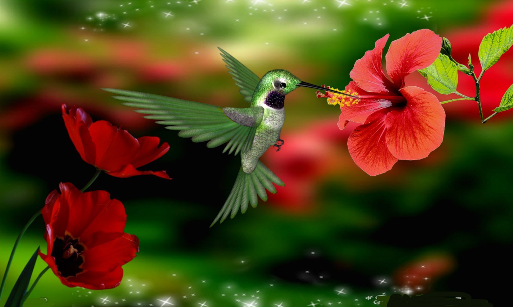 Cute Hummingbird Desktop Wallpaper Free Cute Hummingbird