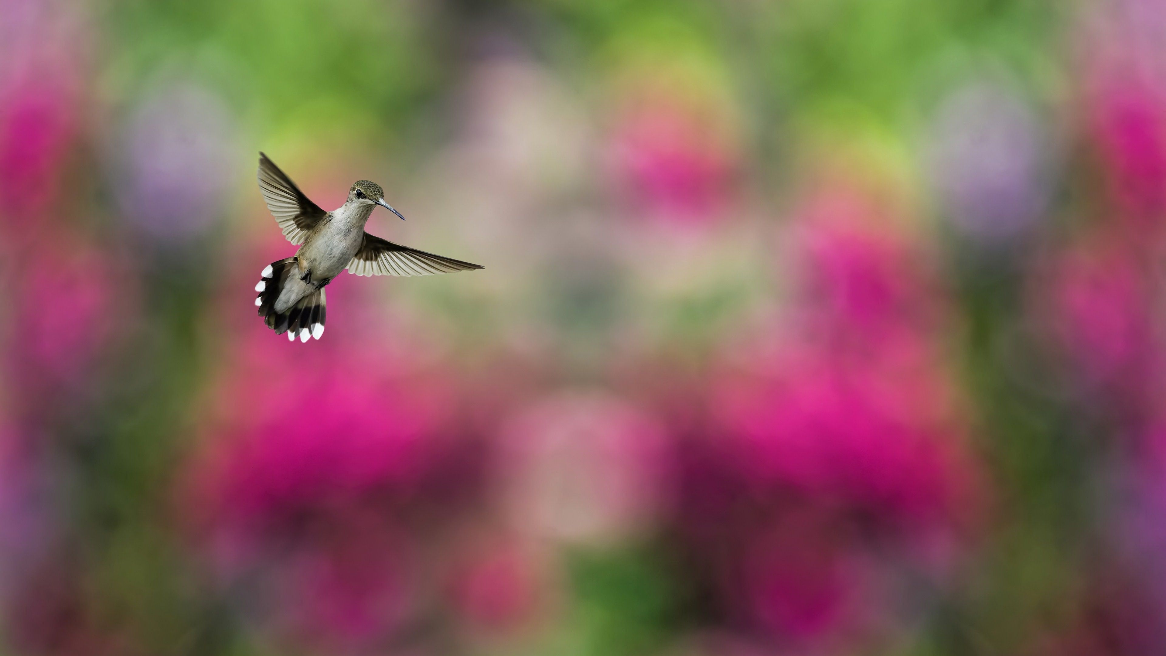 Wallpaper Bird, Hummingbird, Humming Bird, Colorful, Blur, Animals