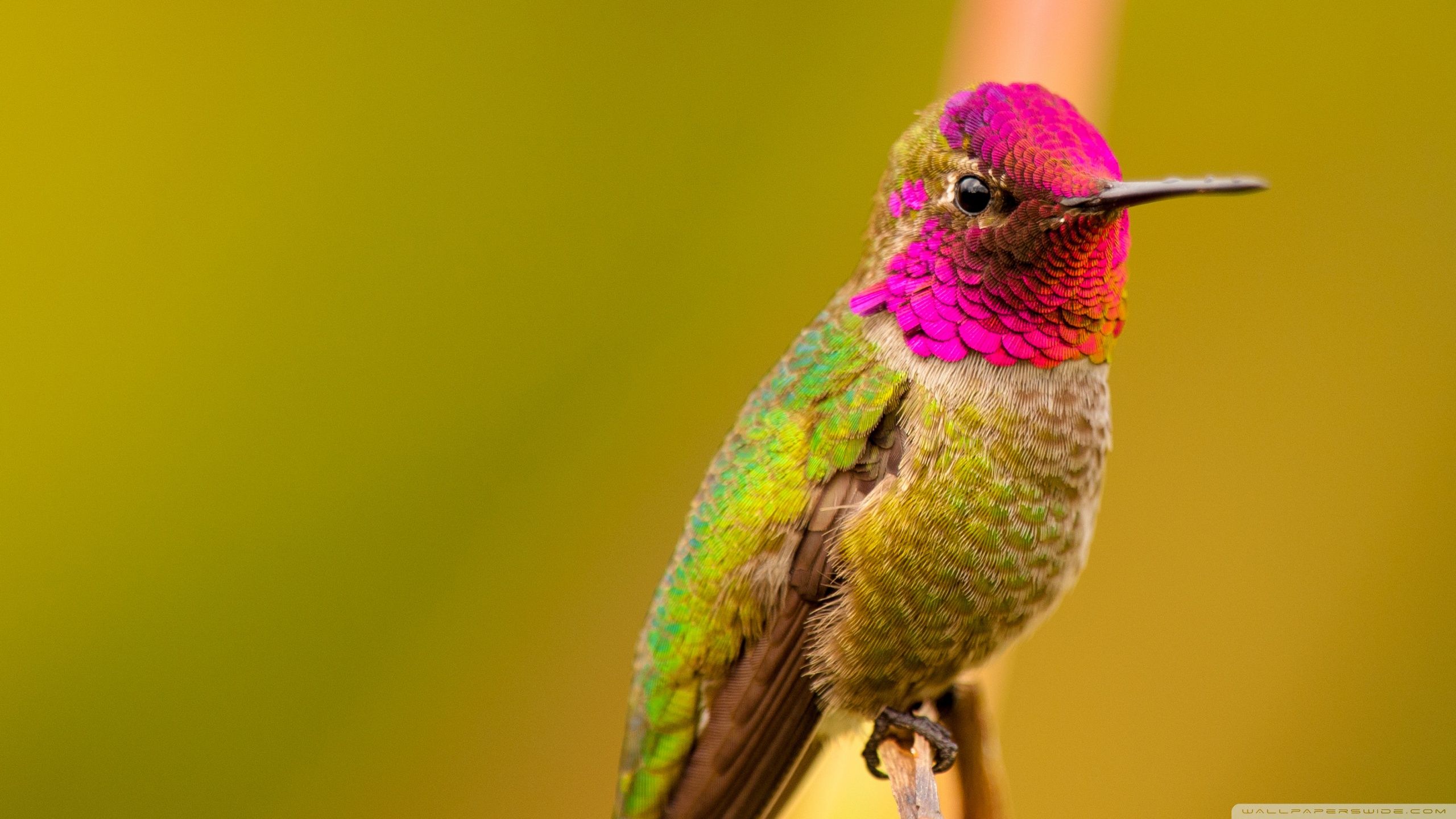 Hummingbird HD Image