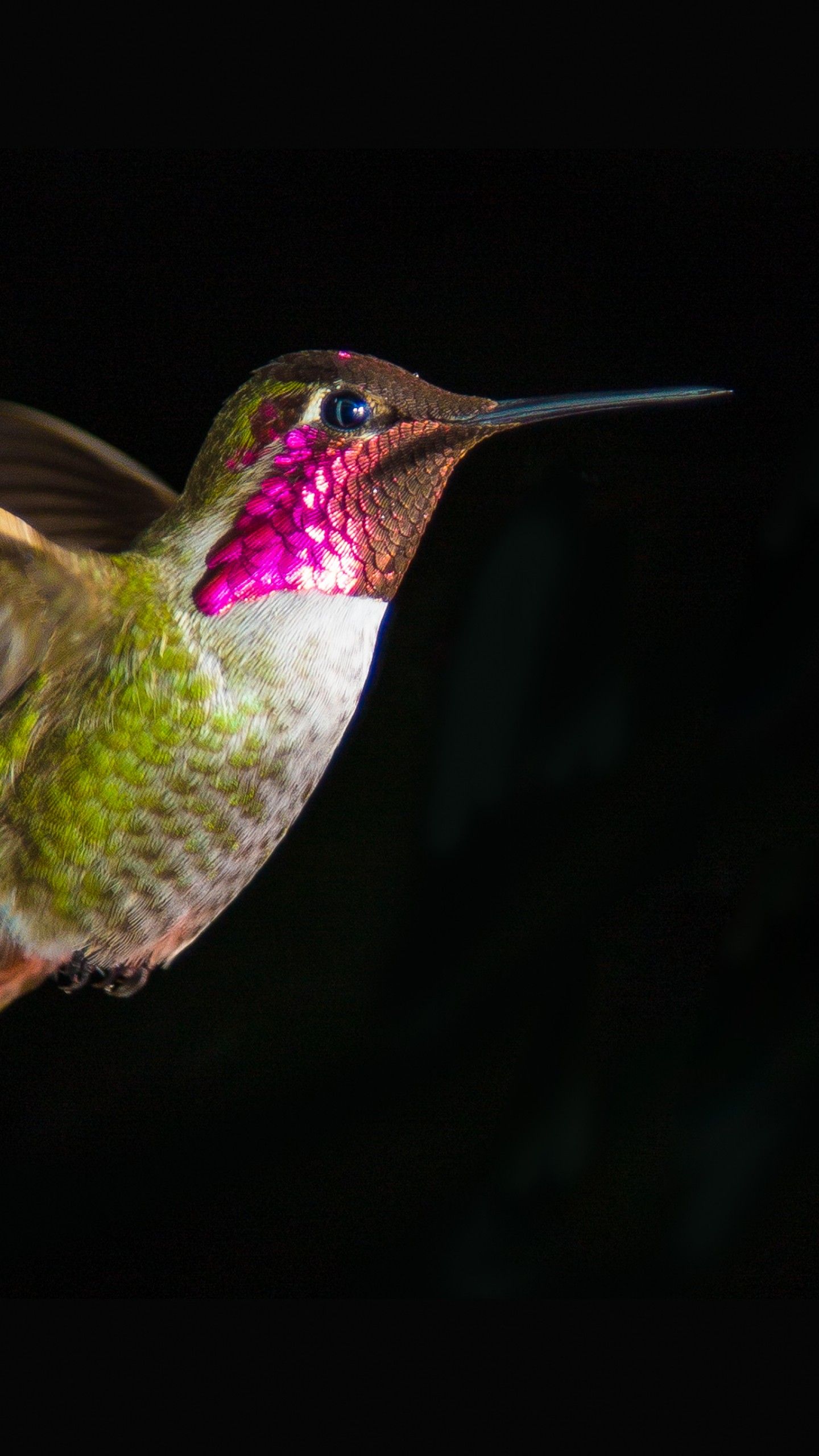 Wallpaper Hummingbird, 4K, Animals,. Wallpaper for iPhone