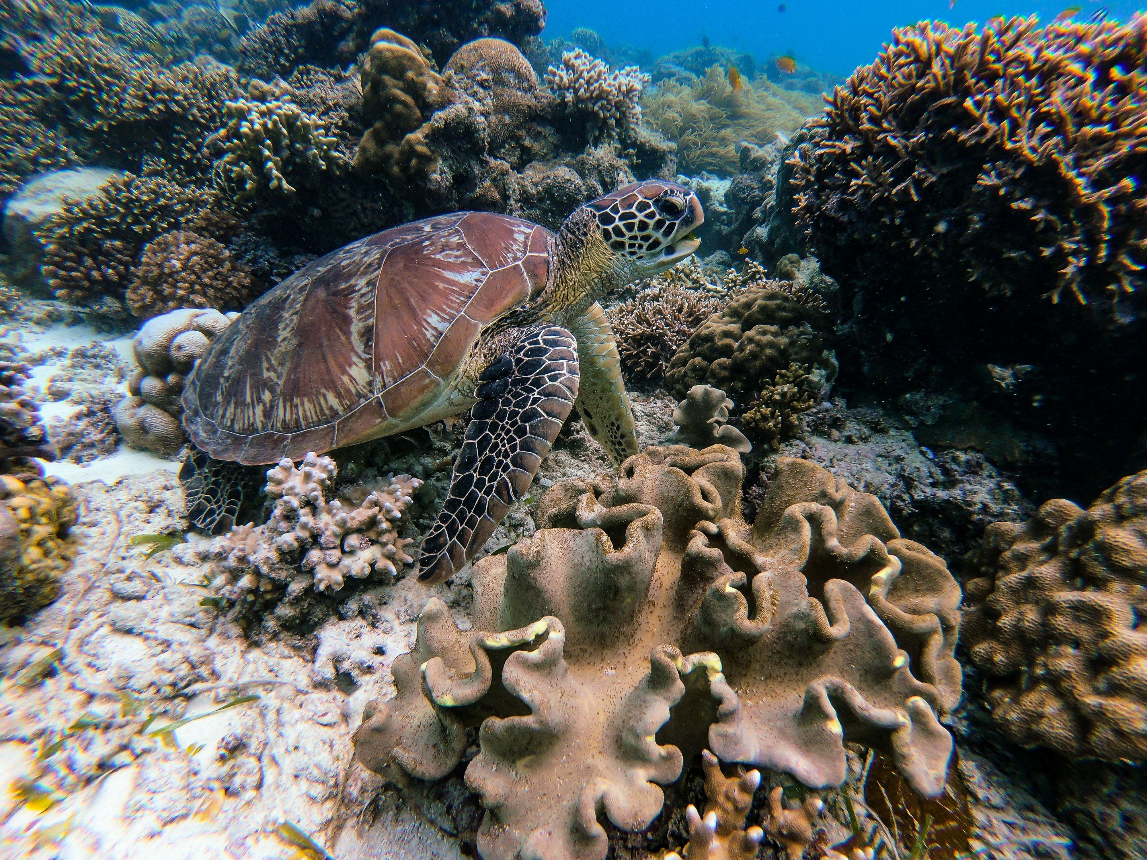 Brown Turtle in Underwater Photography · Free