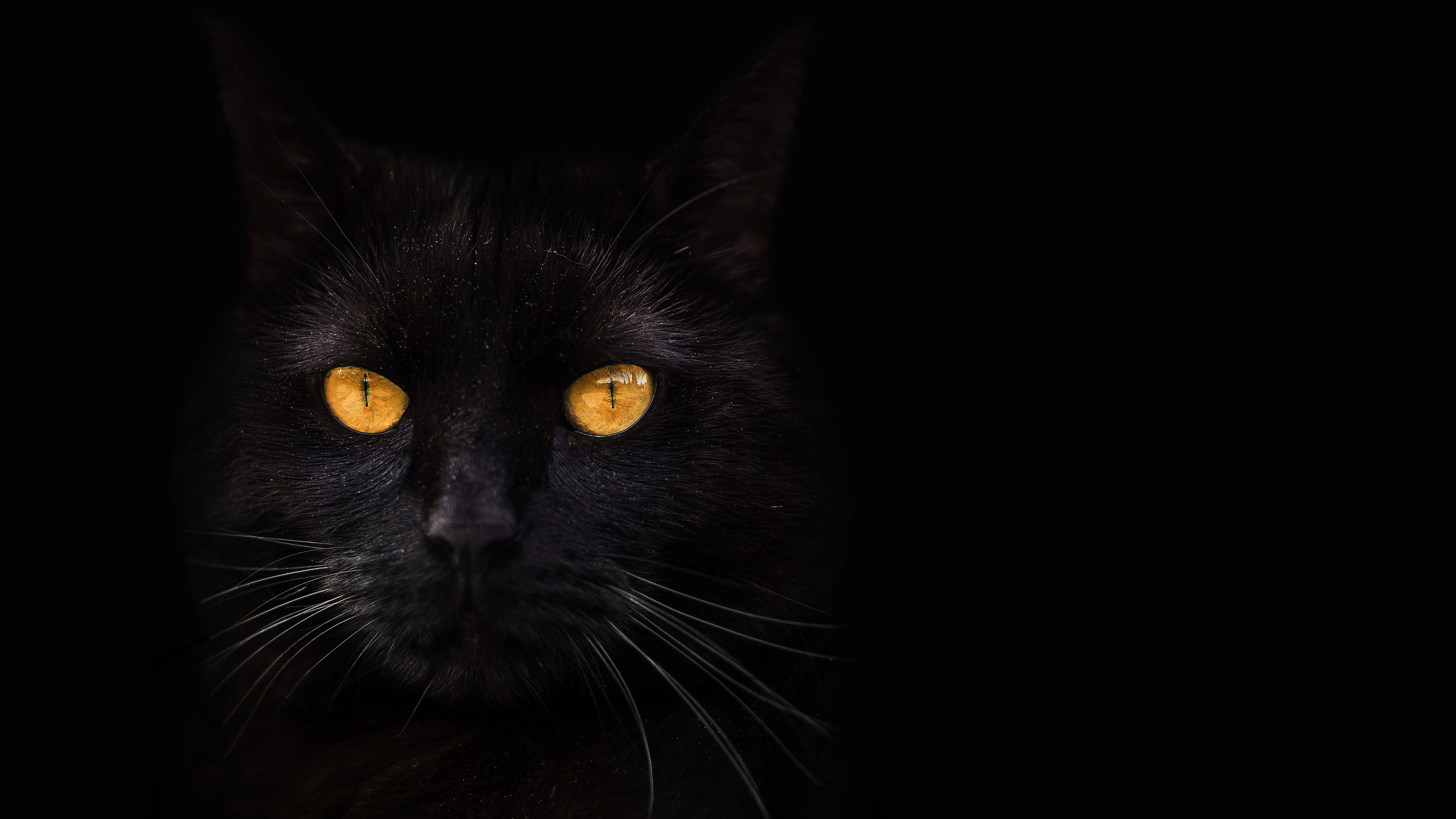 Wallpaper Black cat, yellow eyes, darkness 5120x2880 UHD 5K