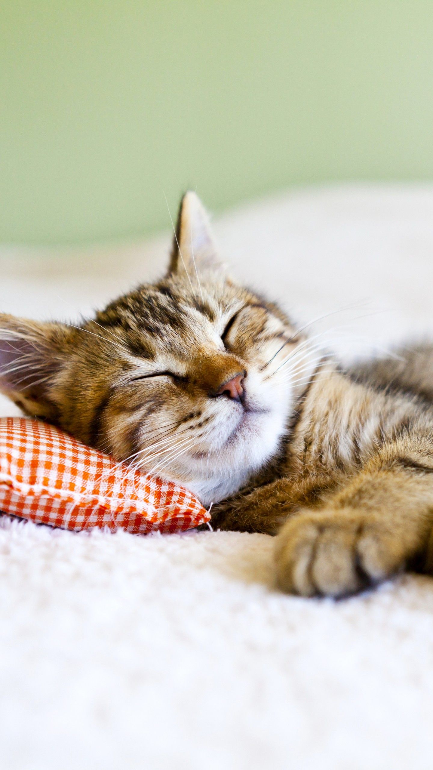 Wallpaper cat, cute animals, sleep, 5k, Animals