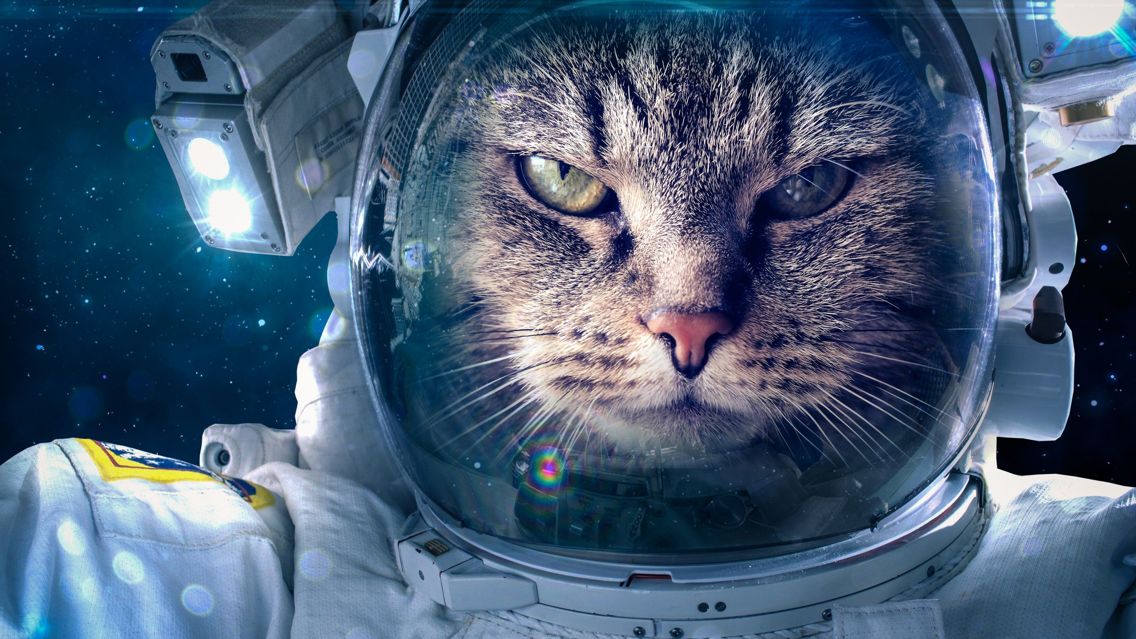 Stock Image Astronaut, Funny animals, Cat, 4K, 5K, Stock Image Wallpaper Download Resolution 4K Wallpaper