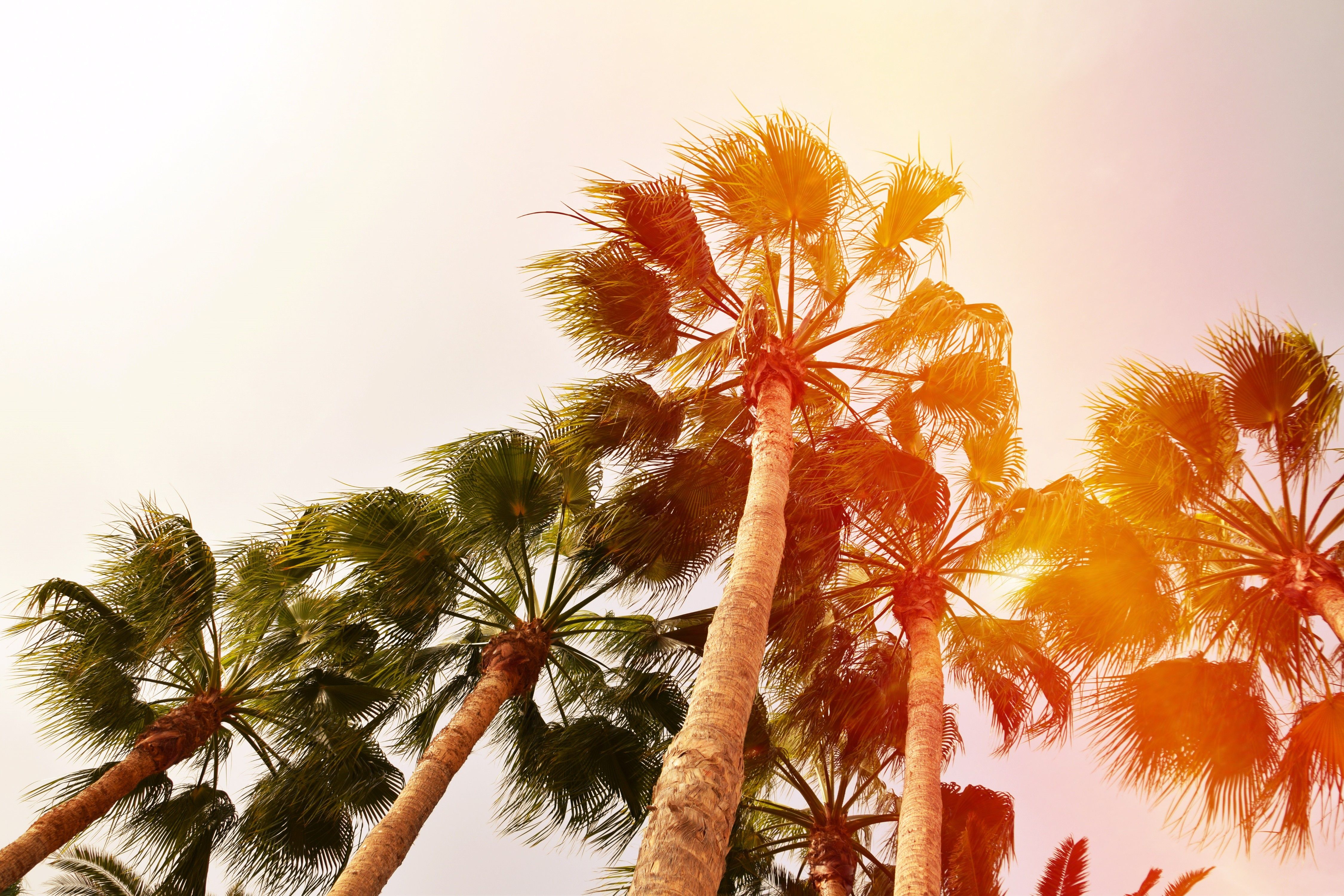 #Gran Canaria #nature #animals #palm trees #Spain #Nikon