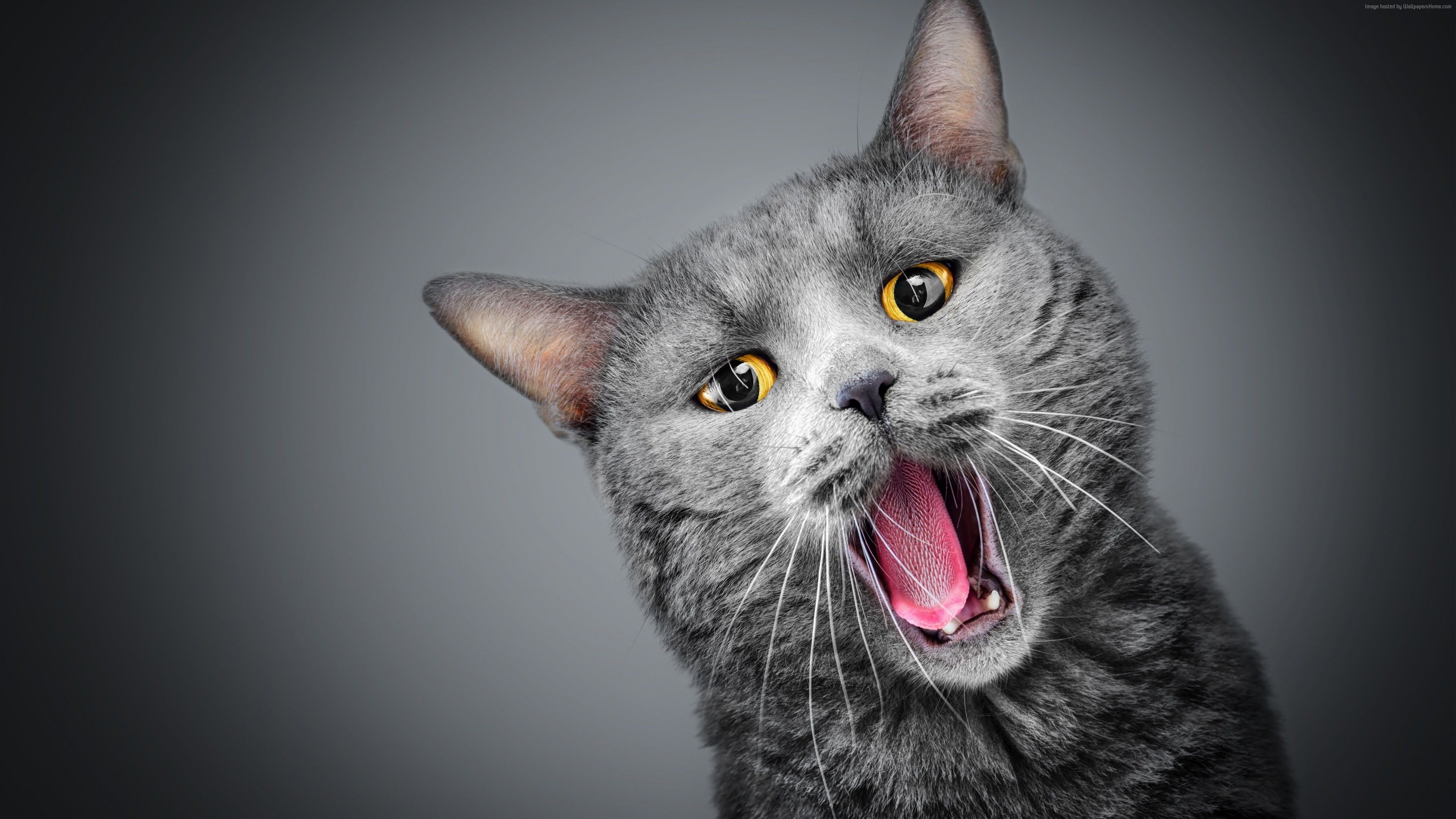 Wallpaper cat, gray, funny animals, 5k, Animals Wallpaper Download