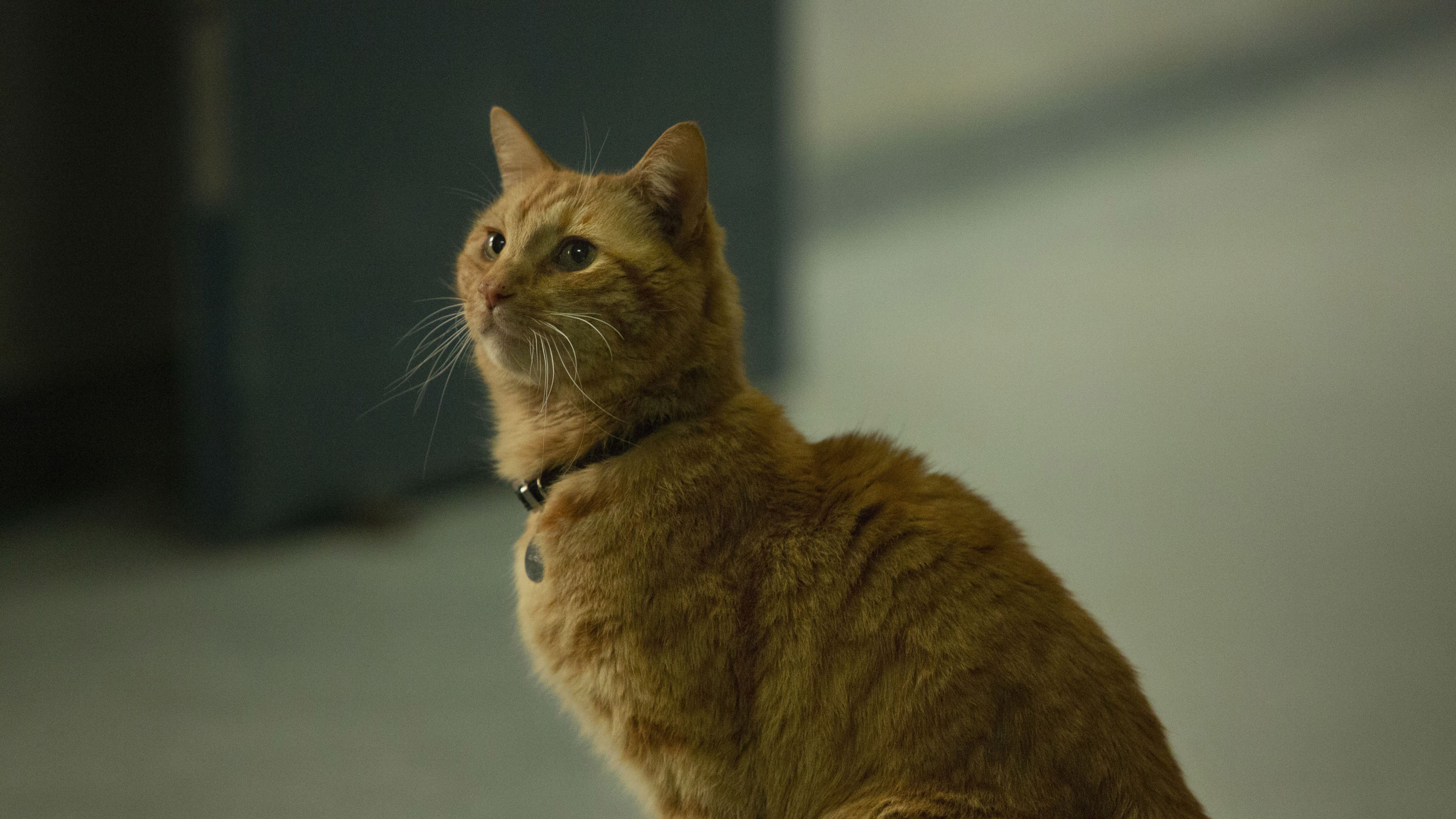 Goose The Cat in Captain Marvel 5K Image, HD Movies 4K