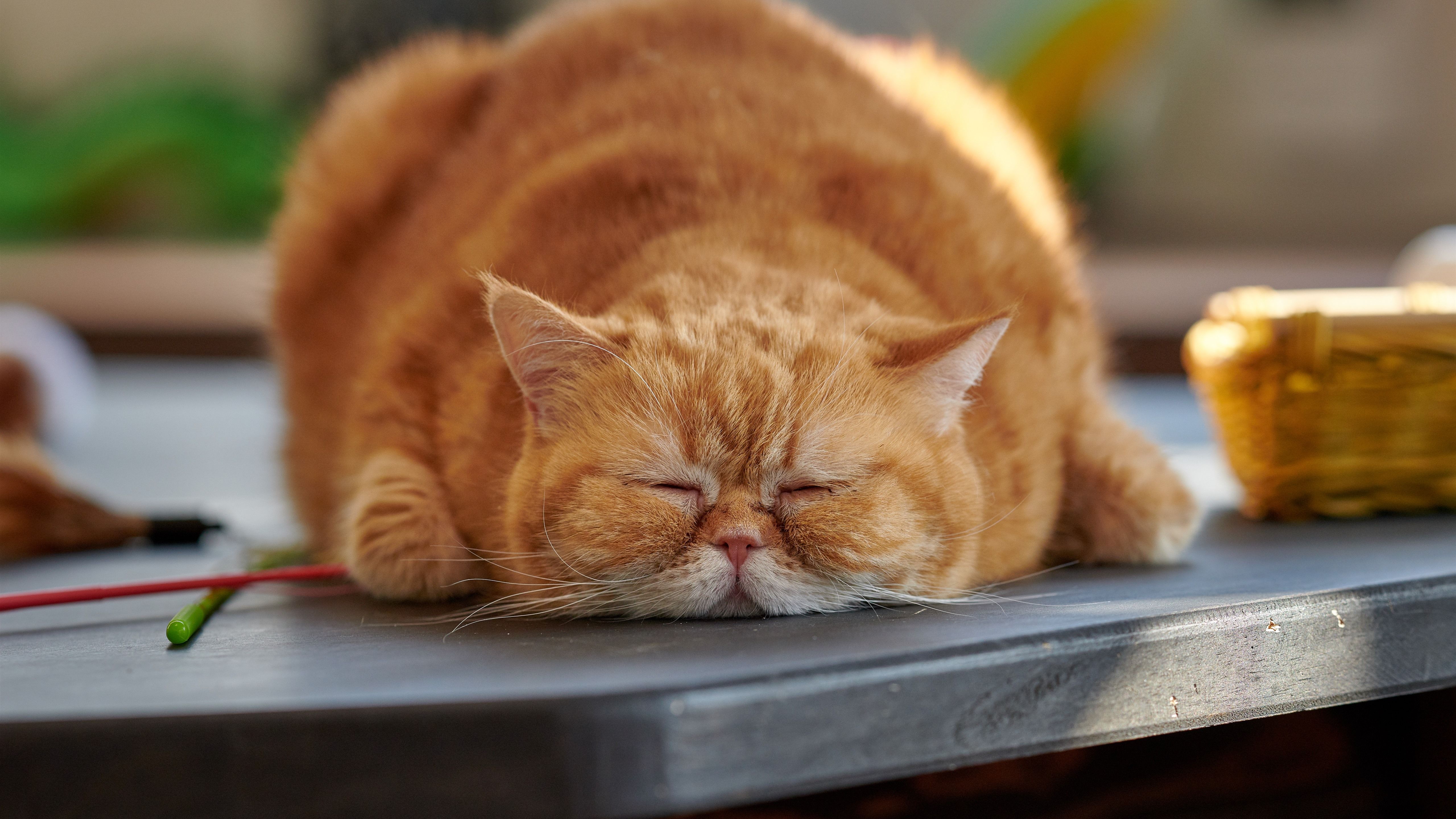 Wallpaper Fat cat in sleeping 5120x2880 UHD 5K Picture, Image