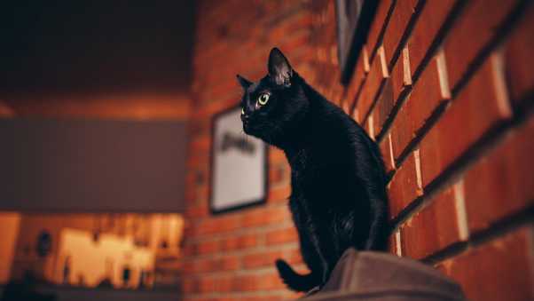 Black Cat Portrait 5K ID in 2560x1024 Wide Resolutions