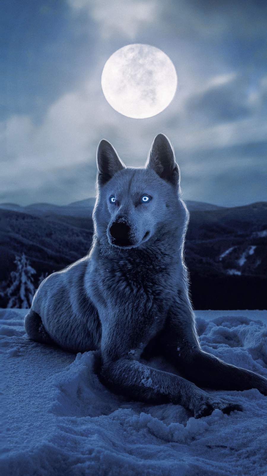 White Wolf iPhone Wallpaper. Olhos de lobo, Imagens de animais selvagens, Imagens de animais
