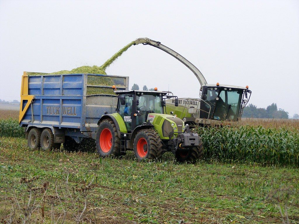 Forage Harvesting Maize. Claas Jaguar 940 Forage Harvester