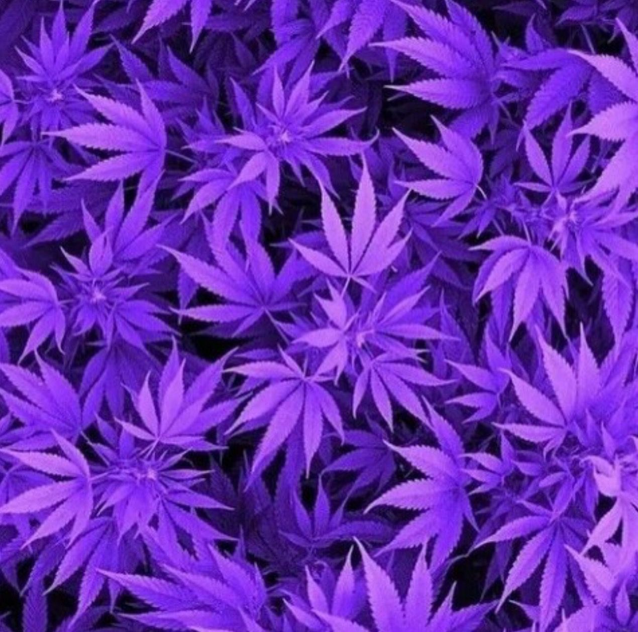 Purple Weed Wallpapers