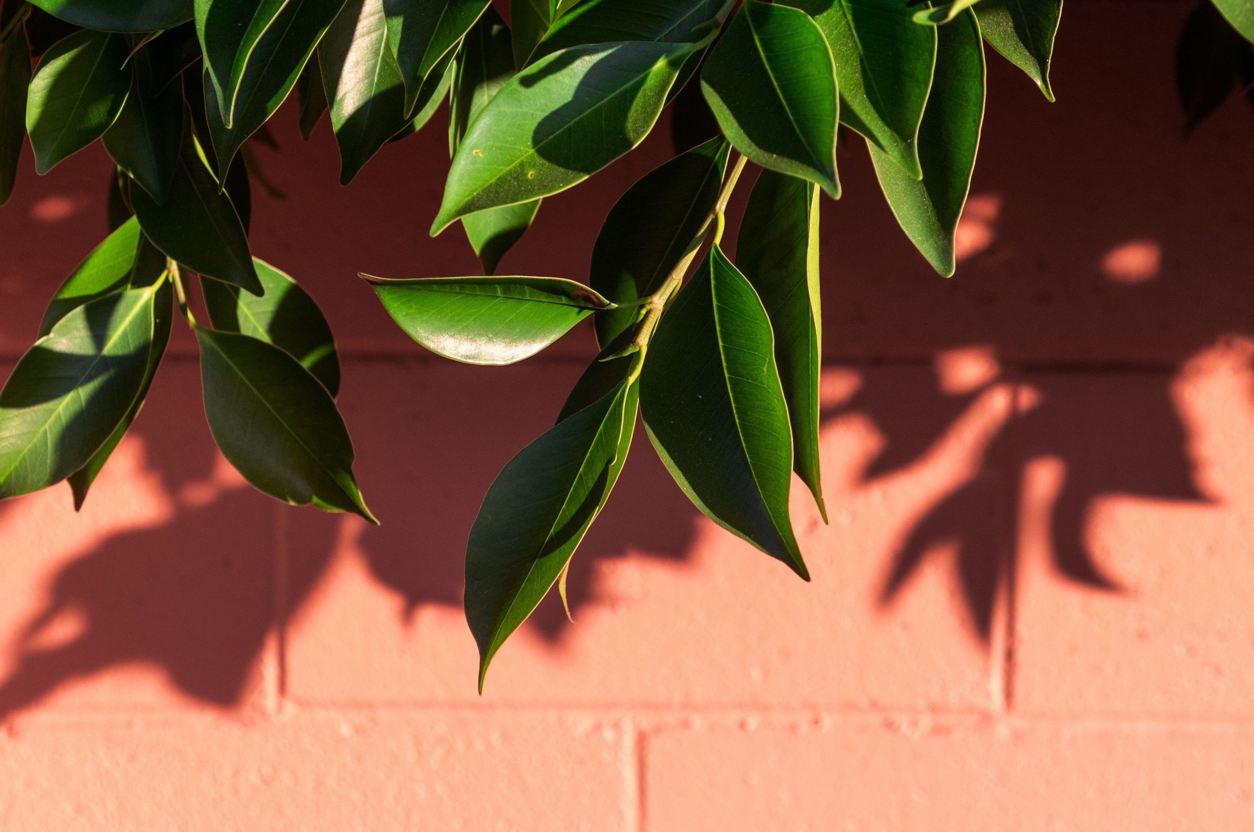 Download 2560x1700 Green Leaves, Shadow, Fresh, Summer, Wall