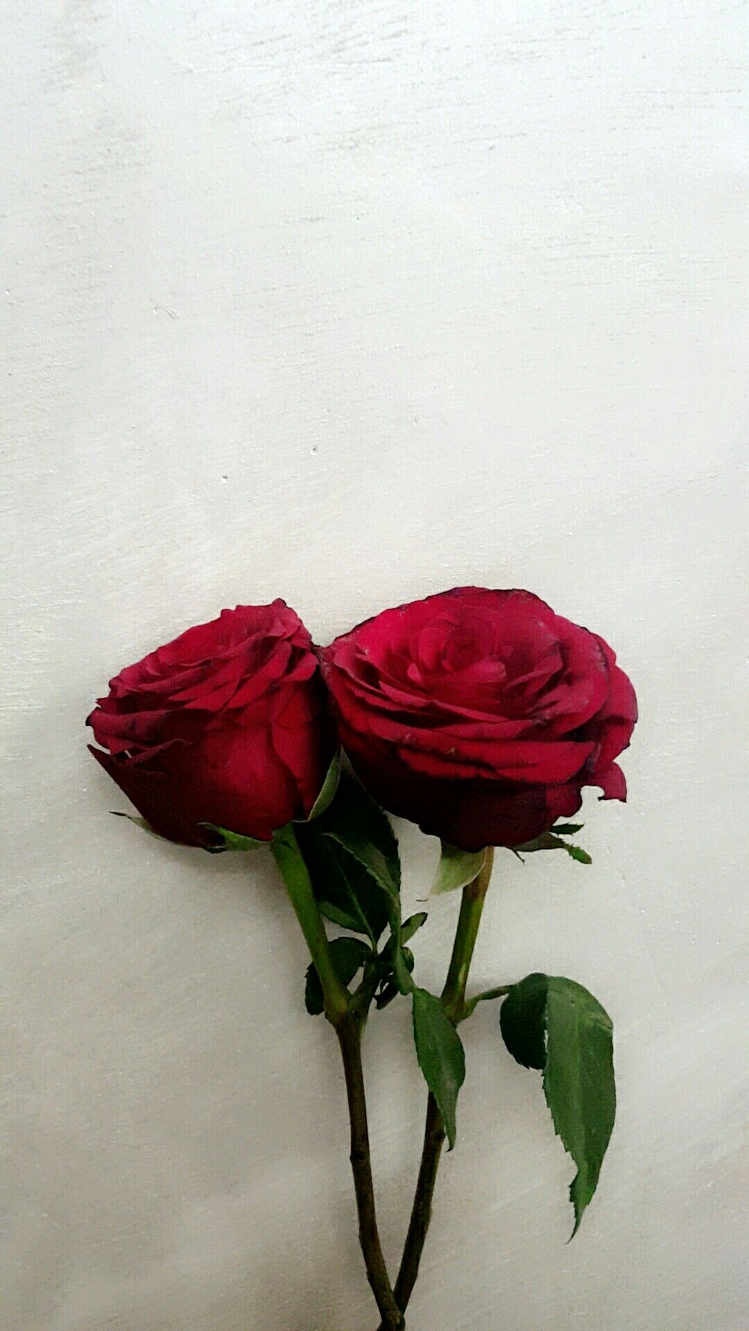 Red roses. Wallpaper iphone roses, Red roses, Beautiful roses