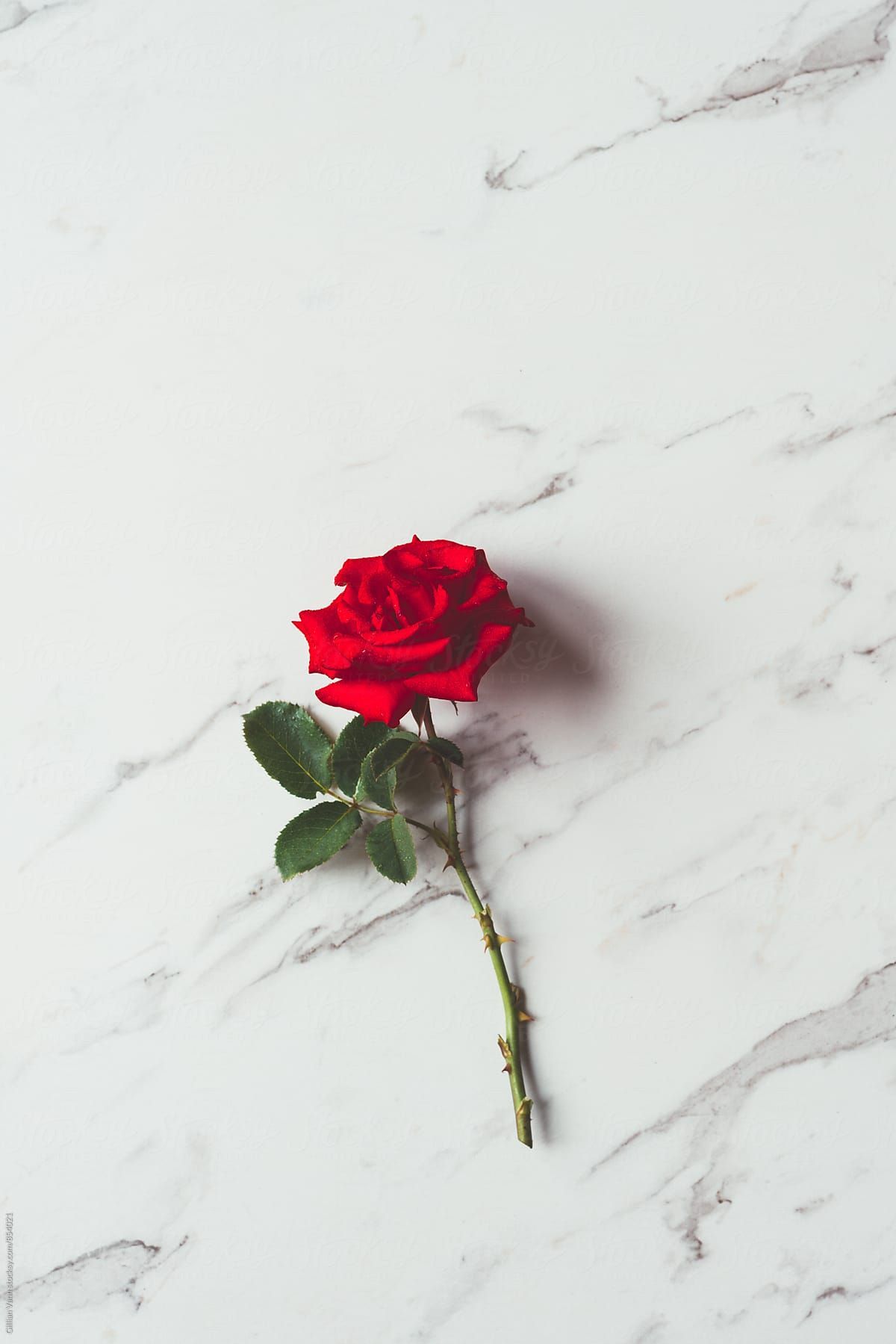 rose on marble background. Wallpaper iphone roses, Red roses wallpaper, Rose wallpaper