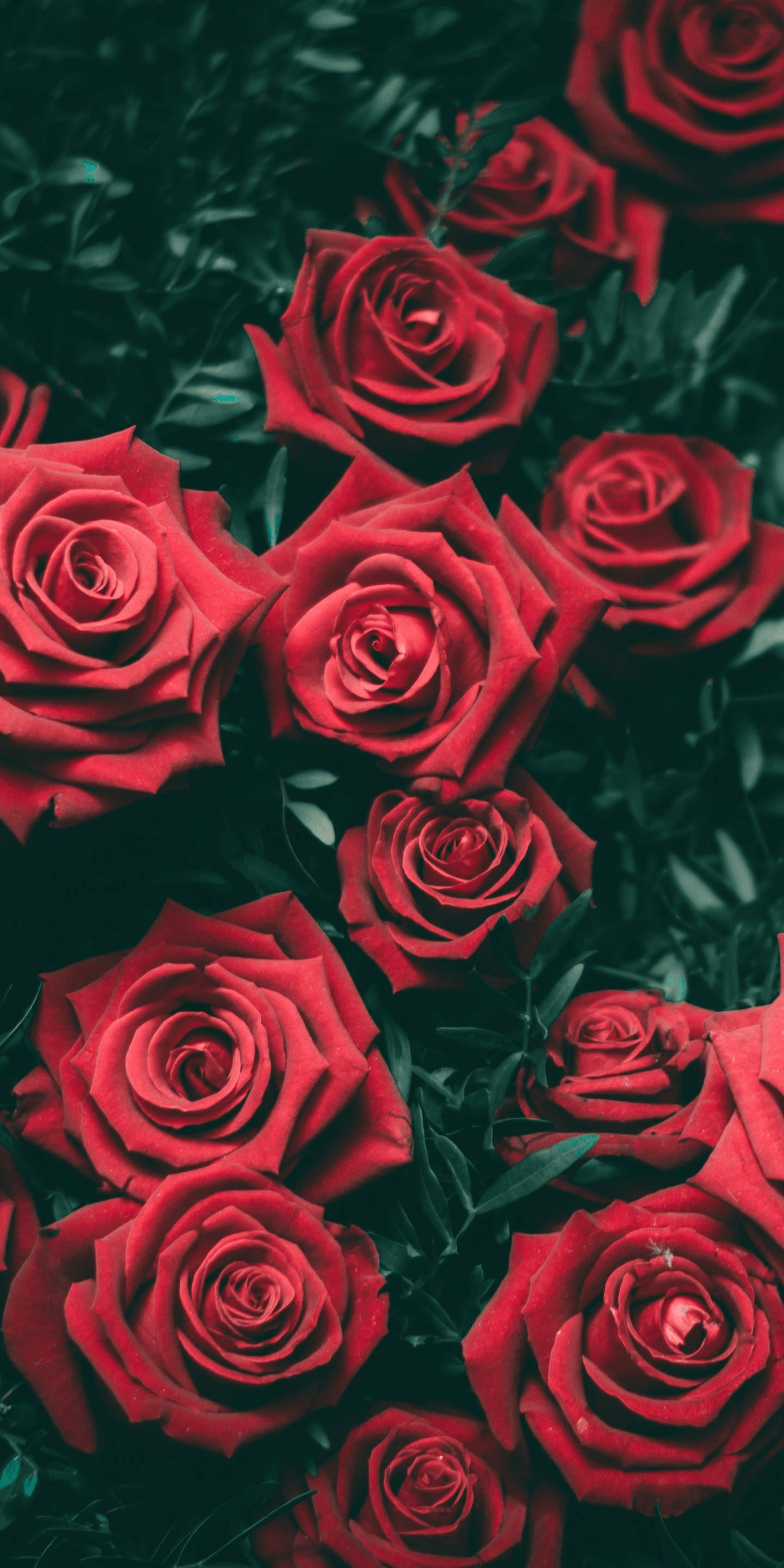 Cute Red Rose Aesthetic Wallpapers - Wallpaper Cave