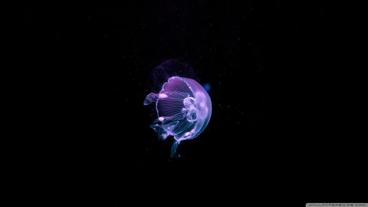 Jellyfish Blue Sea HD desktop wallpaper, High Definition