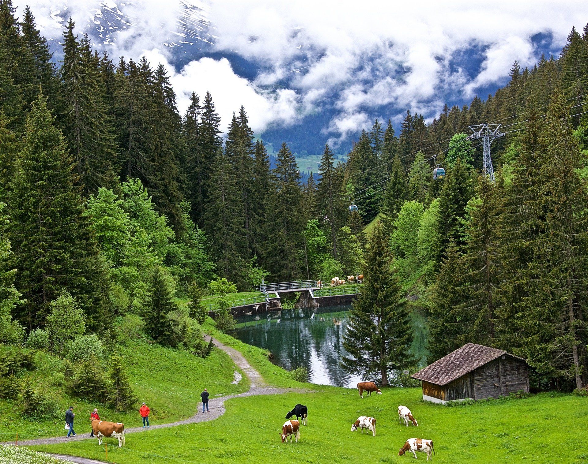 Switzerland, Cow, Nature, Landscape Wallpaper HD / Desktop