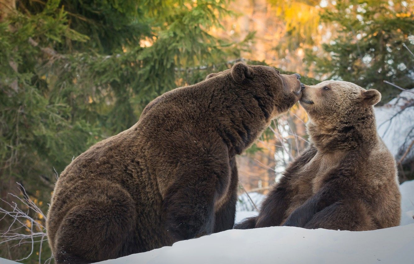 Wallpaper winter, forest, snow, pose, kiss, ate, bear, bears, pair, a couple, bears, two, brown, kiss image for desktop, section животные