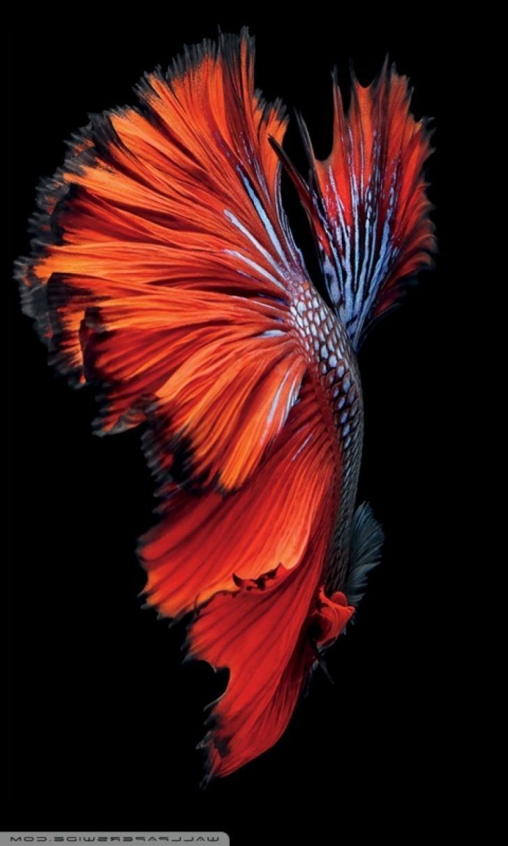 iPhone 6s Fish HD Wallpapers  Wallpaper Cave