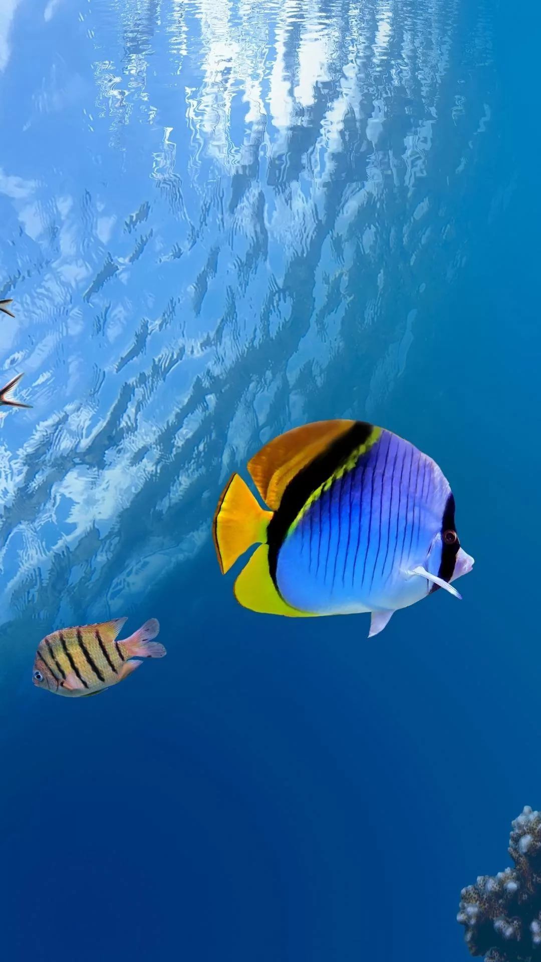 Free Tropical Fish iPhone Wallpaper