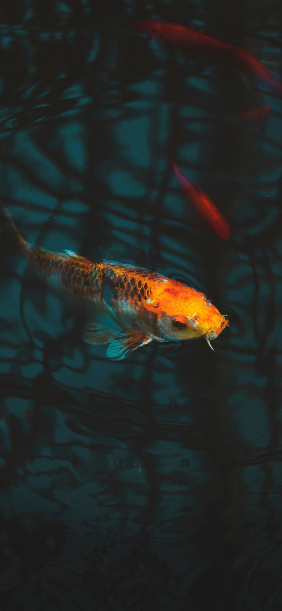 Aquarium Koi Carp Underwater Fish Wallpaper HD iPhone