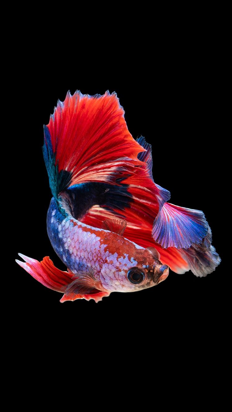iPhone 6s Fish Wallpaper Downloads