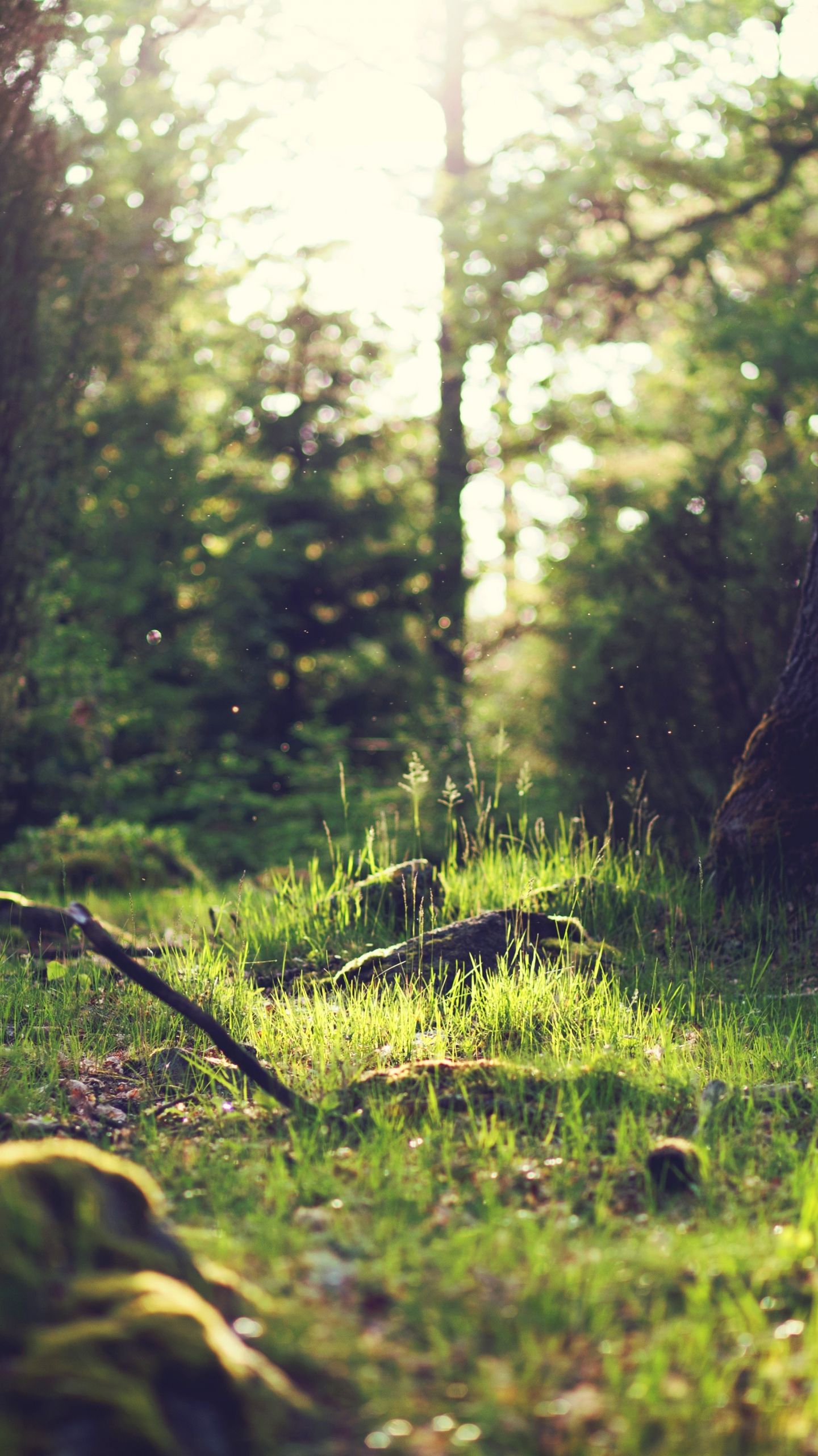 Free download Yosemite Wallpaper Nature Meadows Yosemite 5k