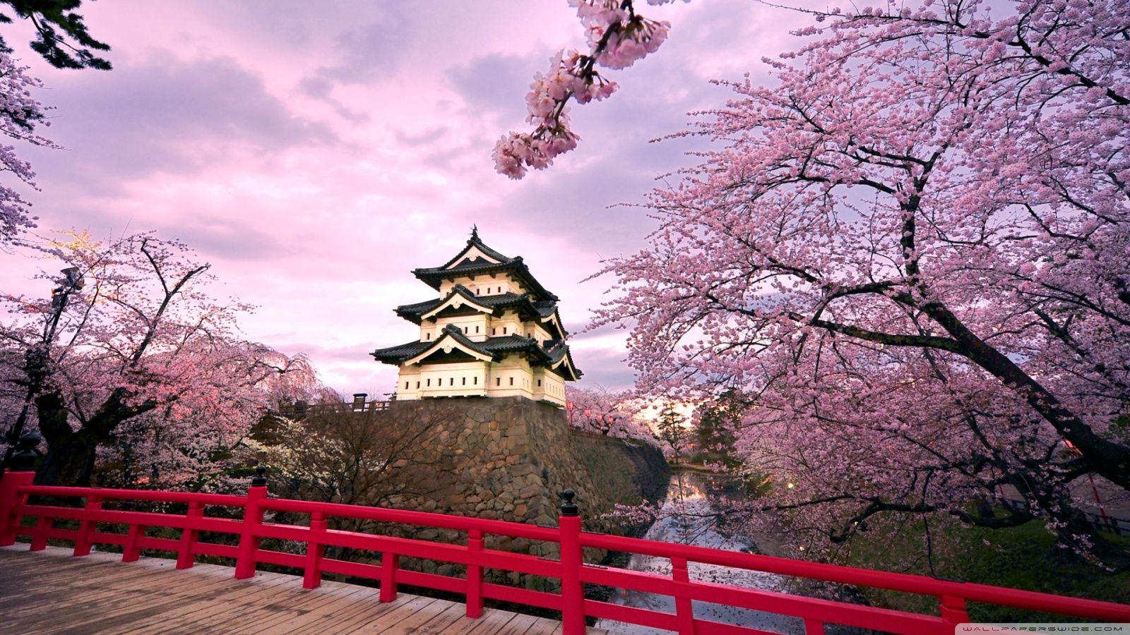 Cherry Blossoms, Japan Ultra HD Desktop Background Wallpaper