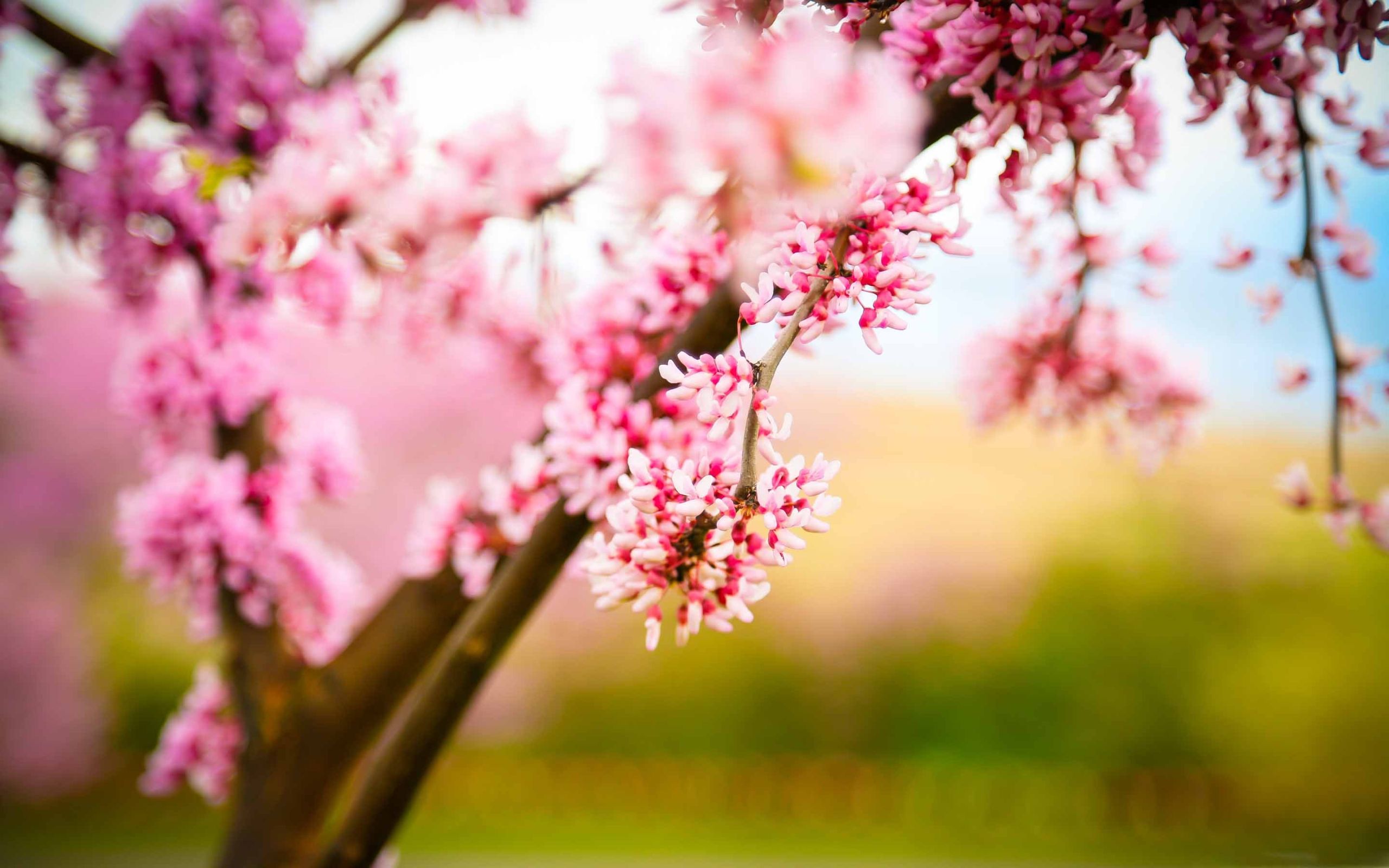 Korean Spring Wallpapers - Wallpaper Cave