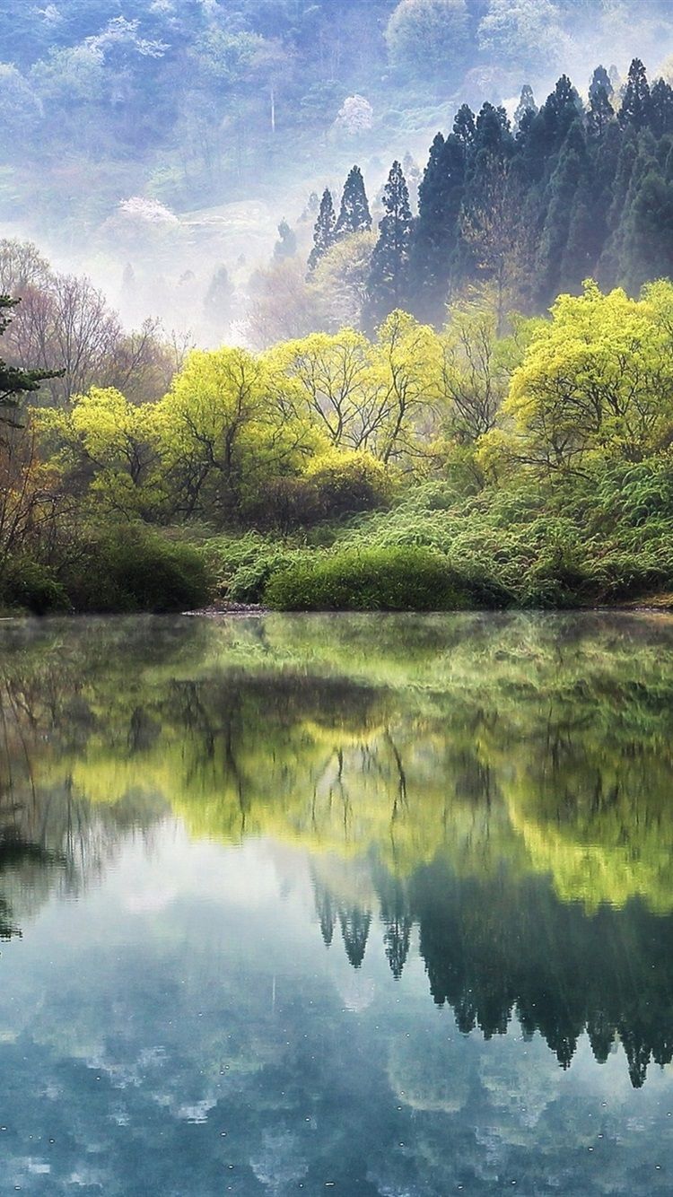 South Korea, Lake, Trees, Sakura, Spring 750x1334 IPhone 8 7 6 6S