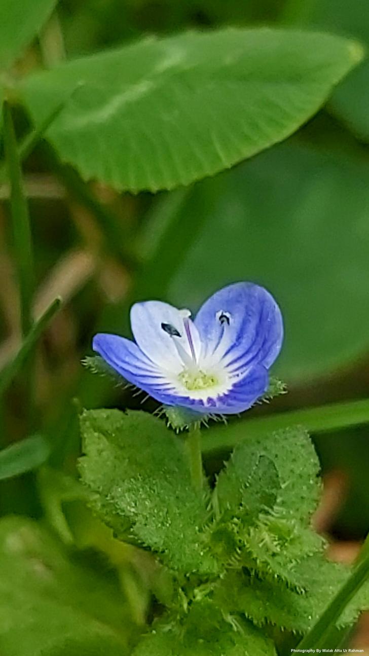 Beautiful flower mobile screen HD free wallpaper post