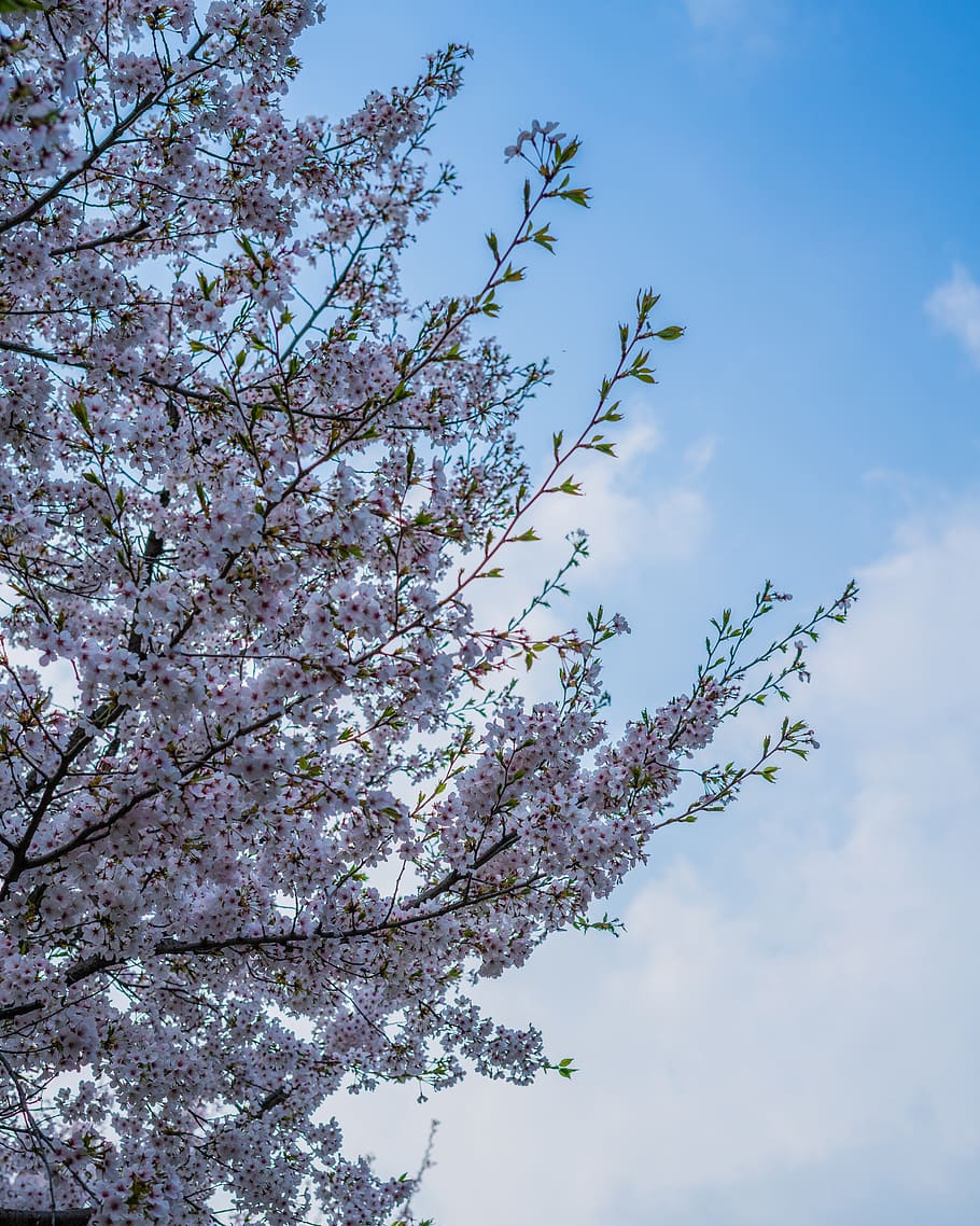 HD wallpaper: cherry blossom, spring, korea, japan, seoul, pink
