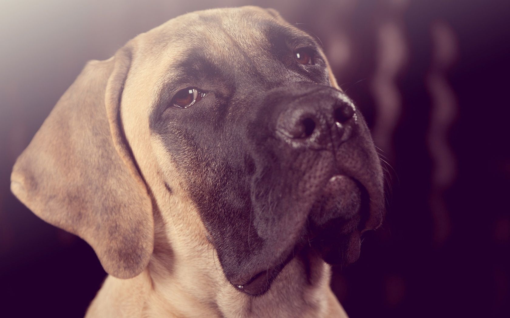 Mastiff Wallpapers - Wallpaper Cave