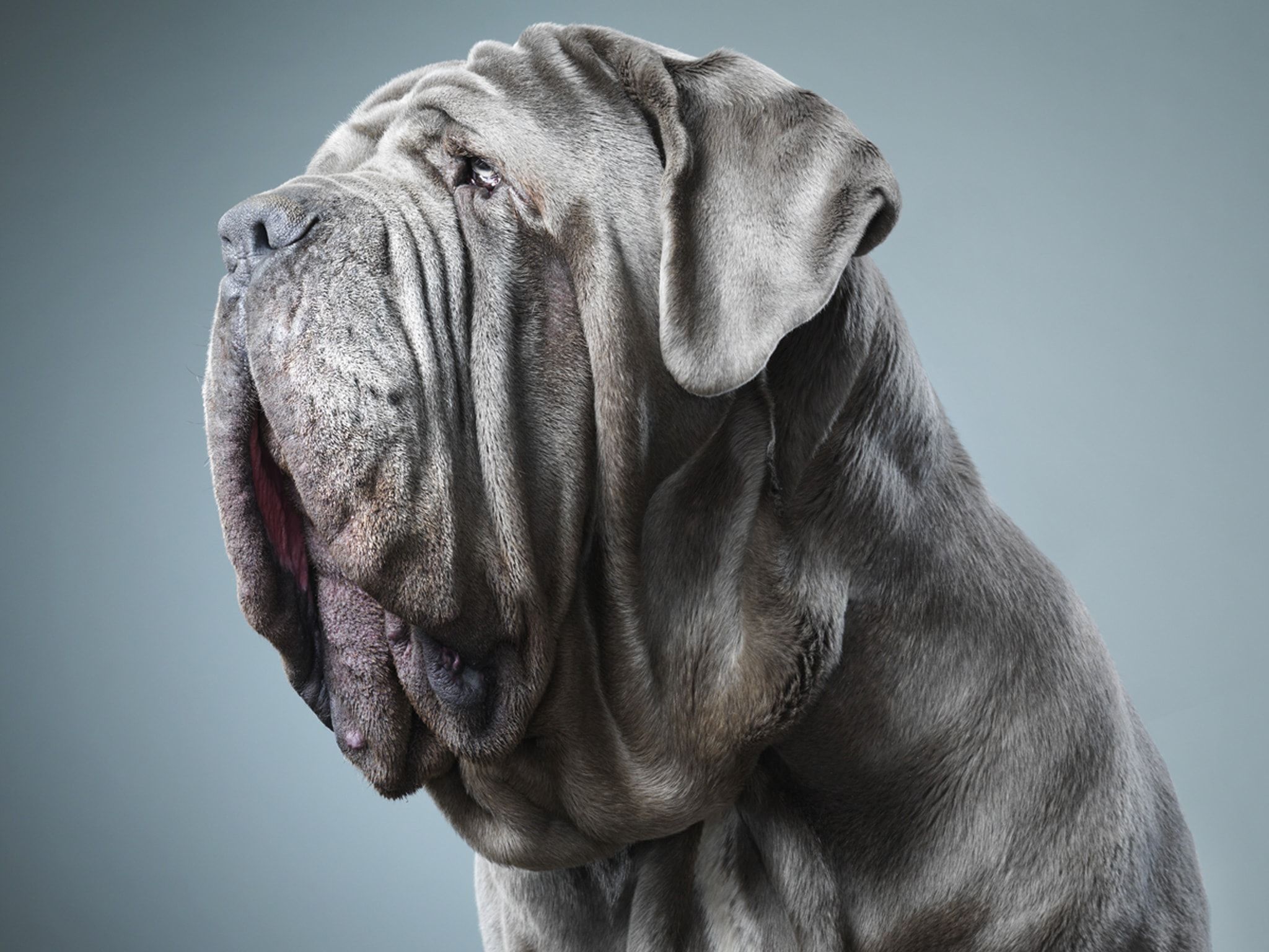 Mastiff Wallpapers - Wallpaper Cave