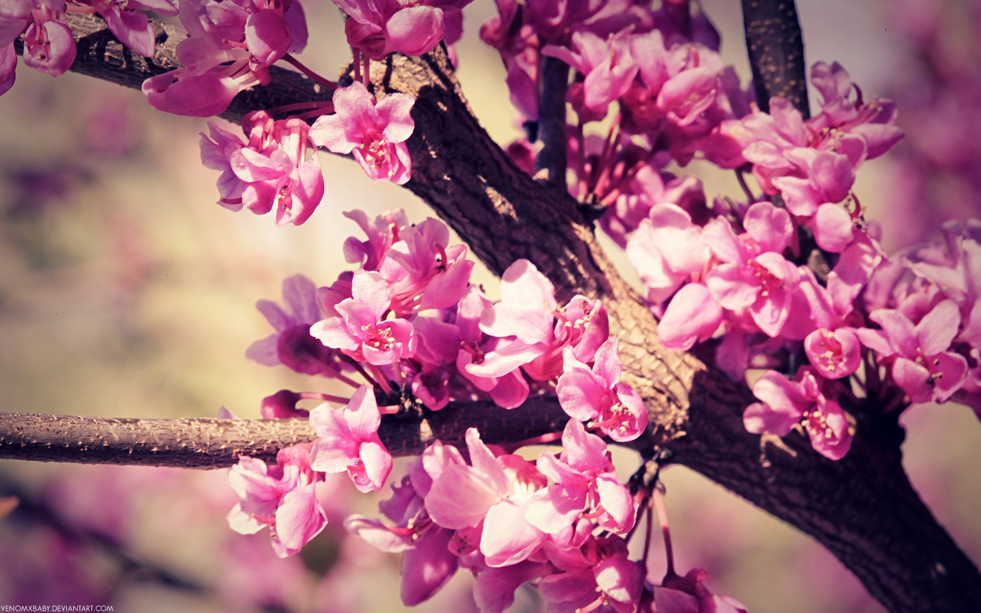 SPRING!!! :). Spring flowers wallpaper, Spring wallpaper, Pink spring flowers