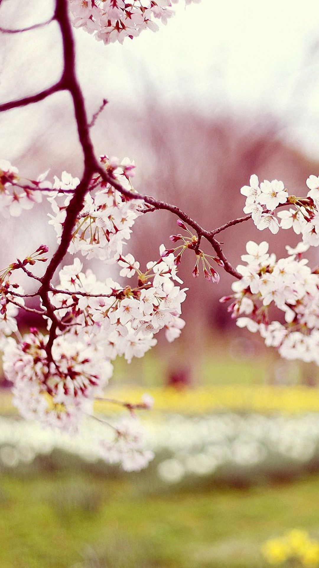 Cute Spring Flowers iPhone 6 Wallpaper HD Wallpaper Keypad