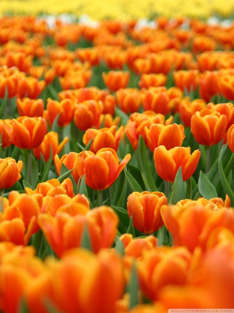 Orange Tulips Spring Flowers Ultra HD Desktop Background Wallpaper