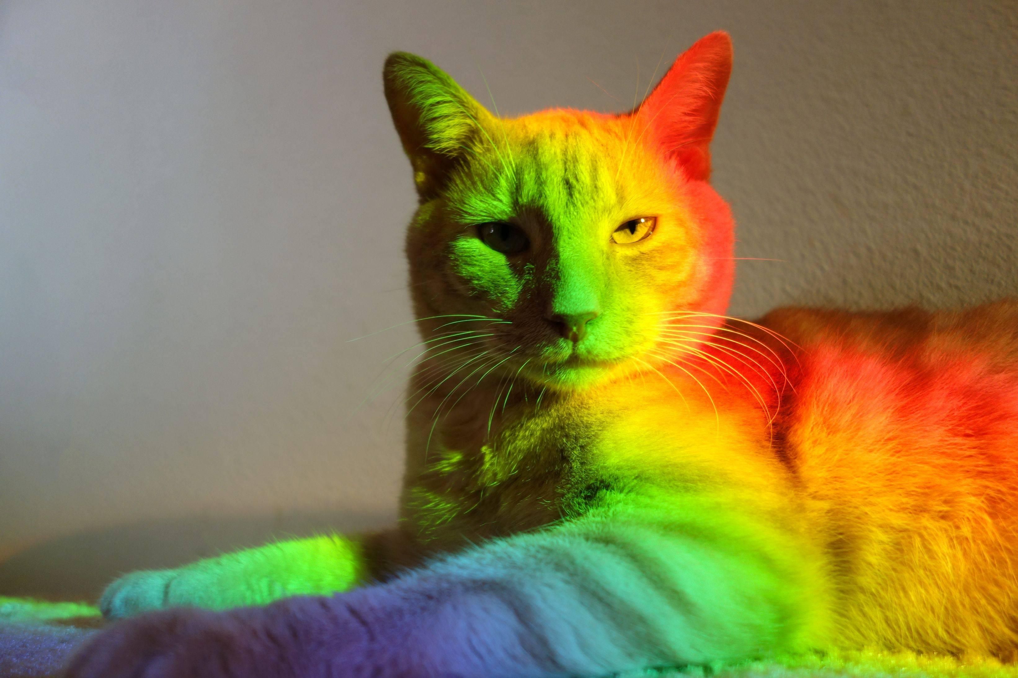 Rainbow Cats Wallpapers - Wallpaper Cave