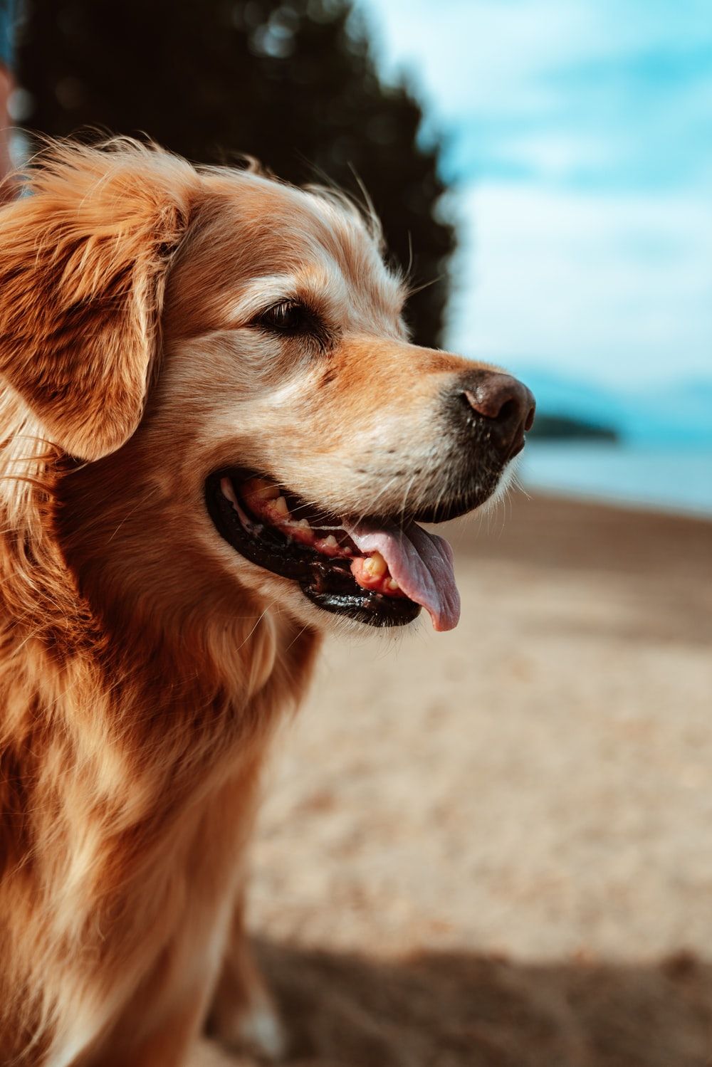 Golden Retriever Picture [HD]. Download Free Image