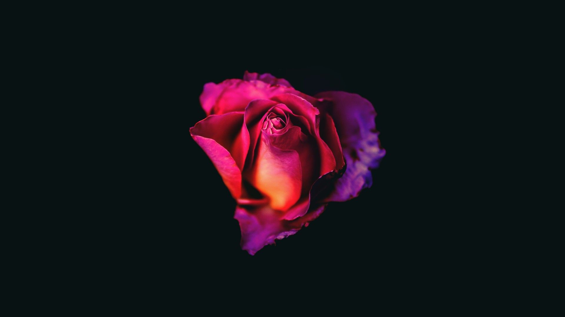Rose Oled Dark 8k Laptop Full HD 1080P HD 4k Wallpaper, Image, Background, Photo and Picture