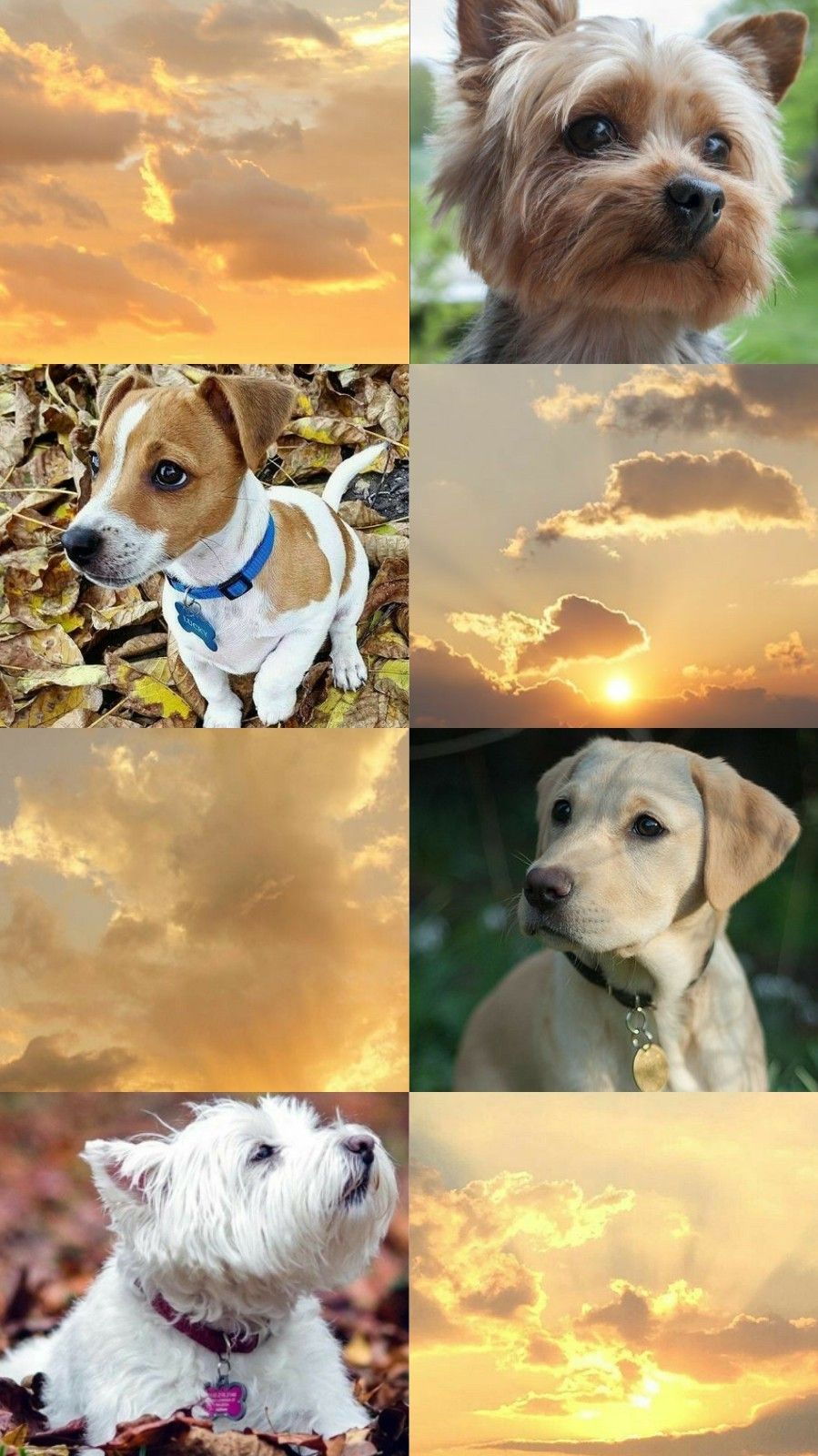 Aesthetic Wallpapers Dogs - Please contact us if you want to publish a