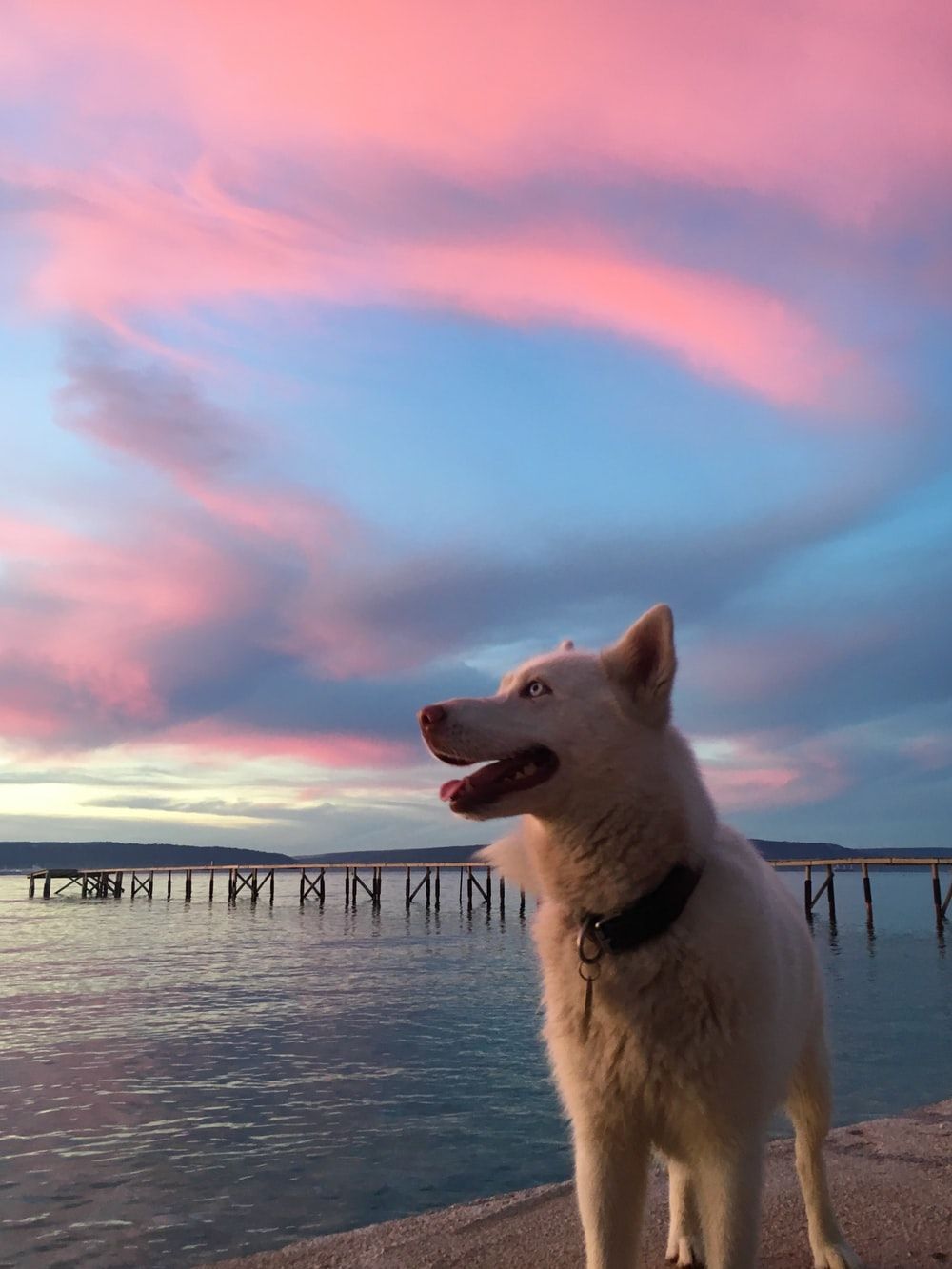 Short Coated White Dog Standing Beside Body Of Water During Sunset