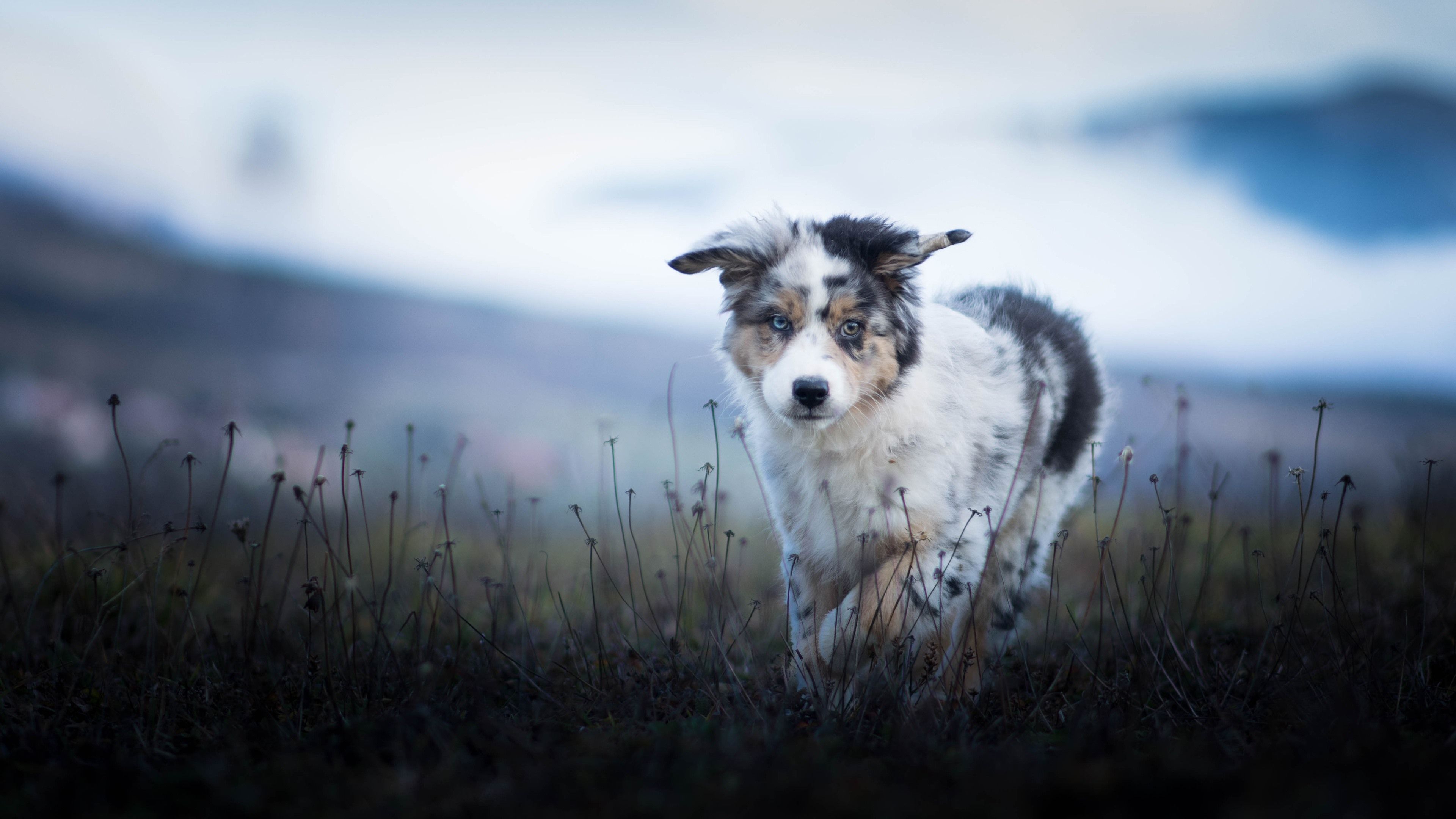 Wallpaper Australian shepherd, furry puppy, grass 3840x2160 UHD 4K