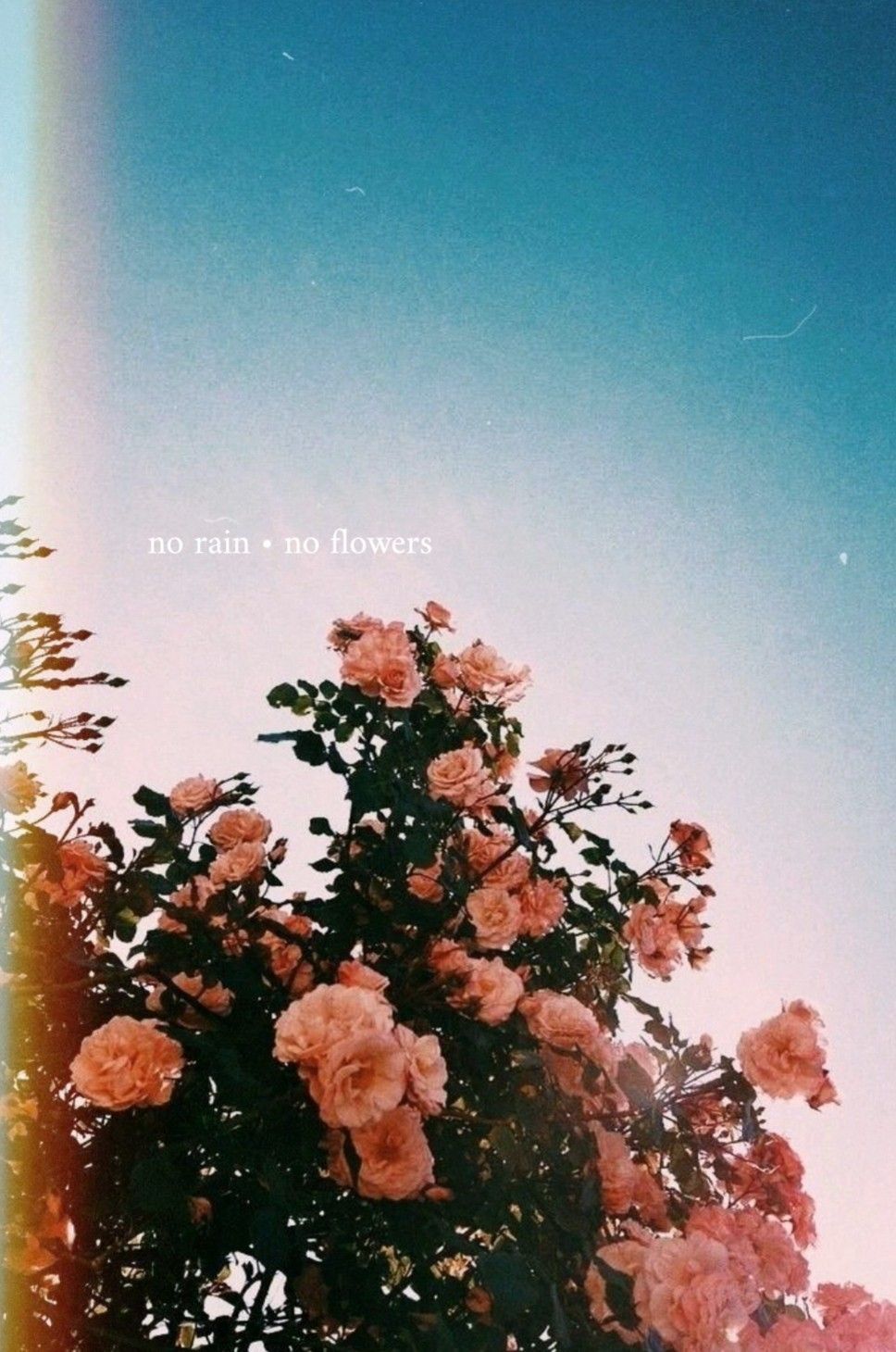 no rain, no flowers. Flower aesthetic, Aesthetic