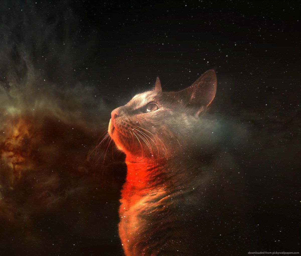Free download Displaying 17 Image For Galaxy Cat Wallpaper