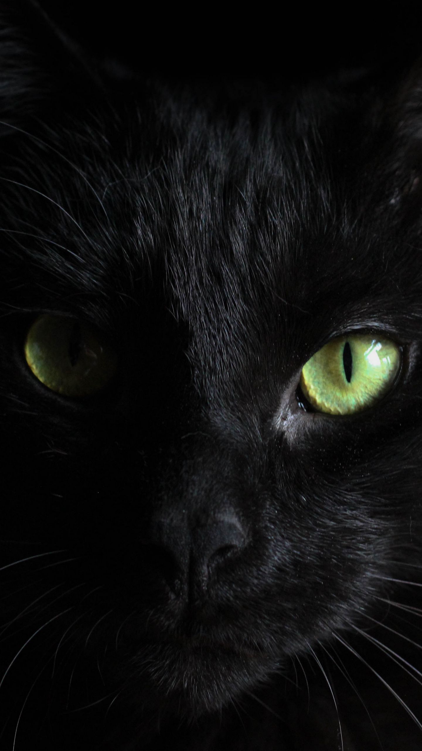 Download wallpaper 1440x2560 black cat, muzzle, look qhd samsung