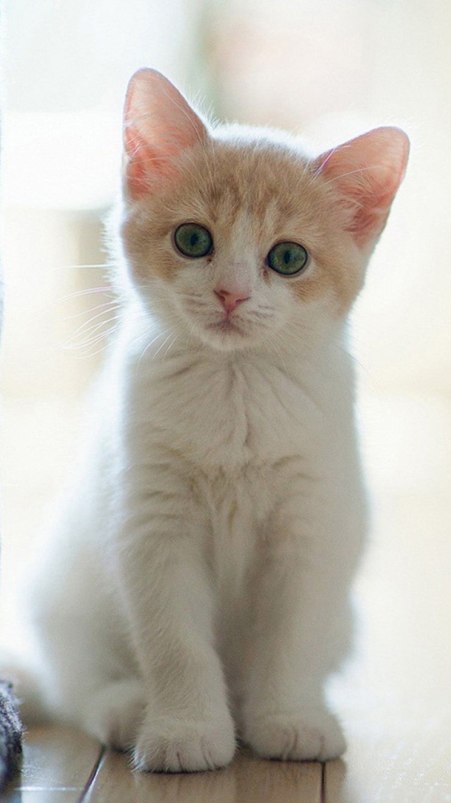 Cute Cats HD Wallpaper for Galaxy S7